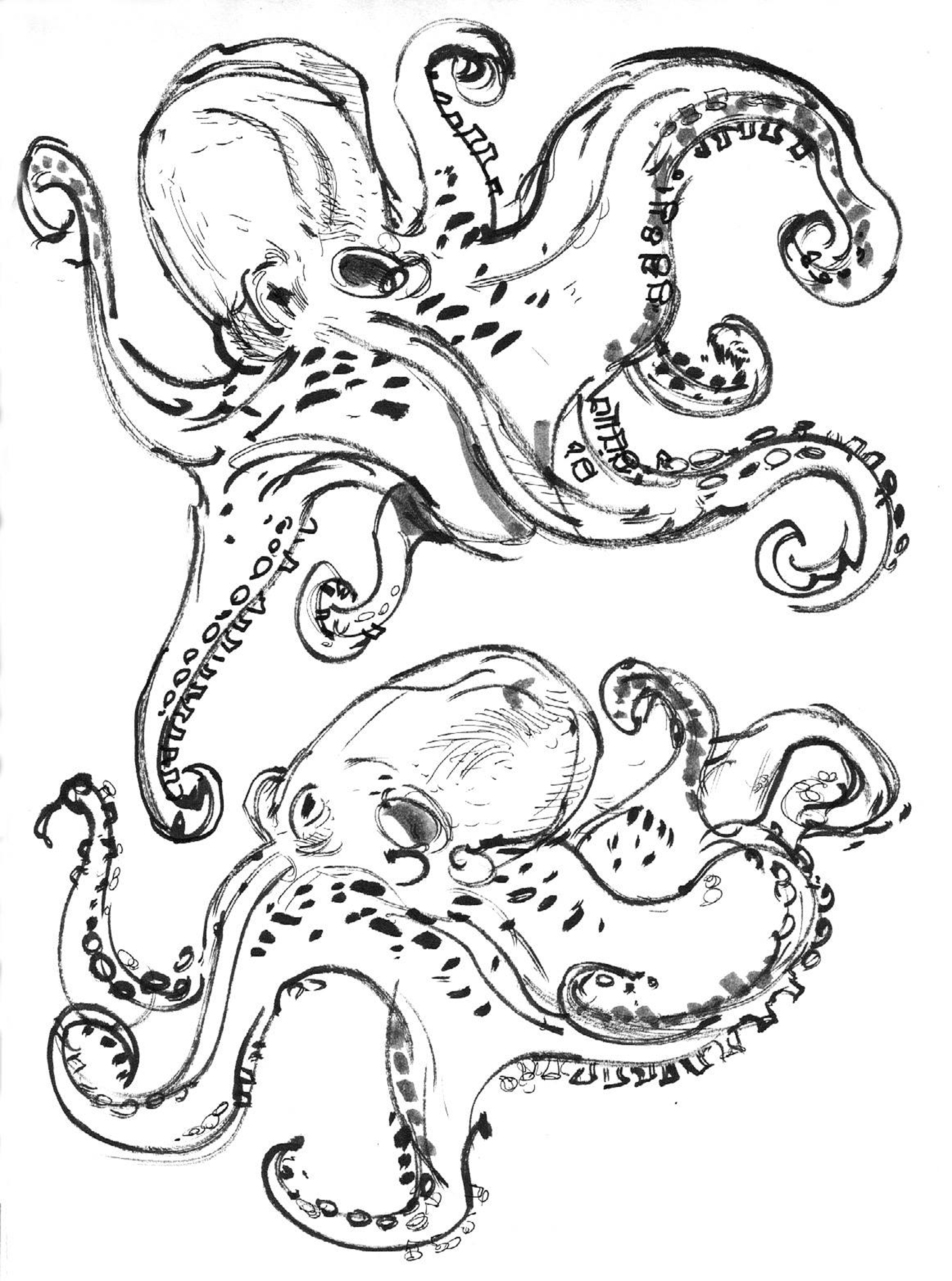 2400x3230 Garygeraths Animal Drawing