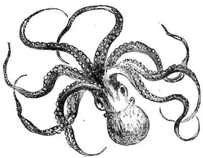 400x312 23 Best Octopus Illustrations Images On Calamari