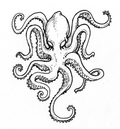 474x509 Octopus By On @ Sea