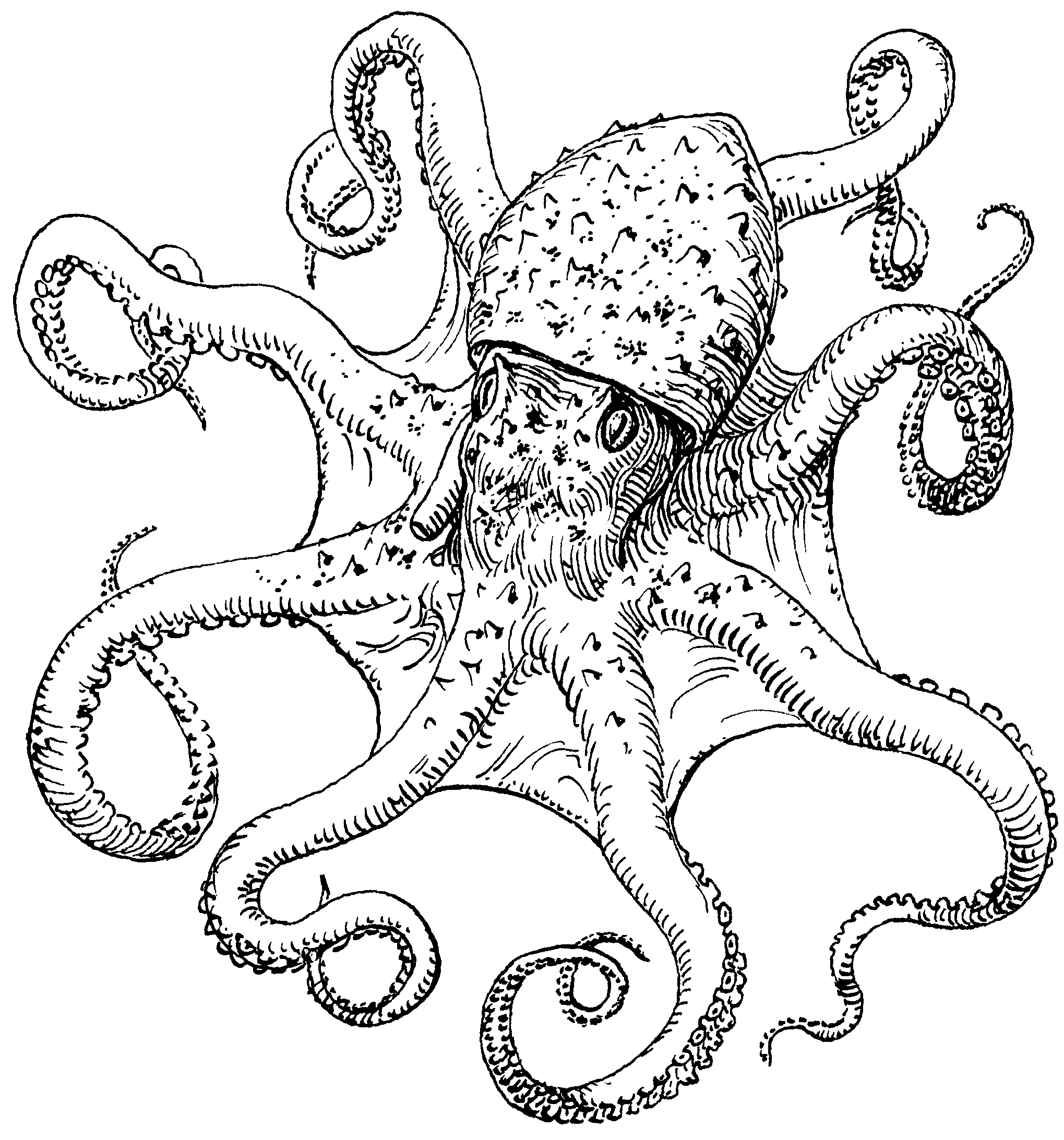 2039x2185 Octopus Art Public Domain