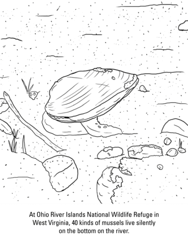 383x480 Ohio River Mussels Coloring Page Free Printable Coloring Pages
