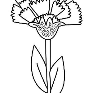 300x300 Ohio State Flower Carnation Coloring Page Coloring Sun