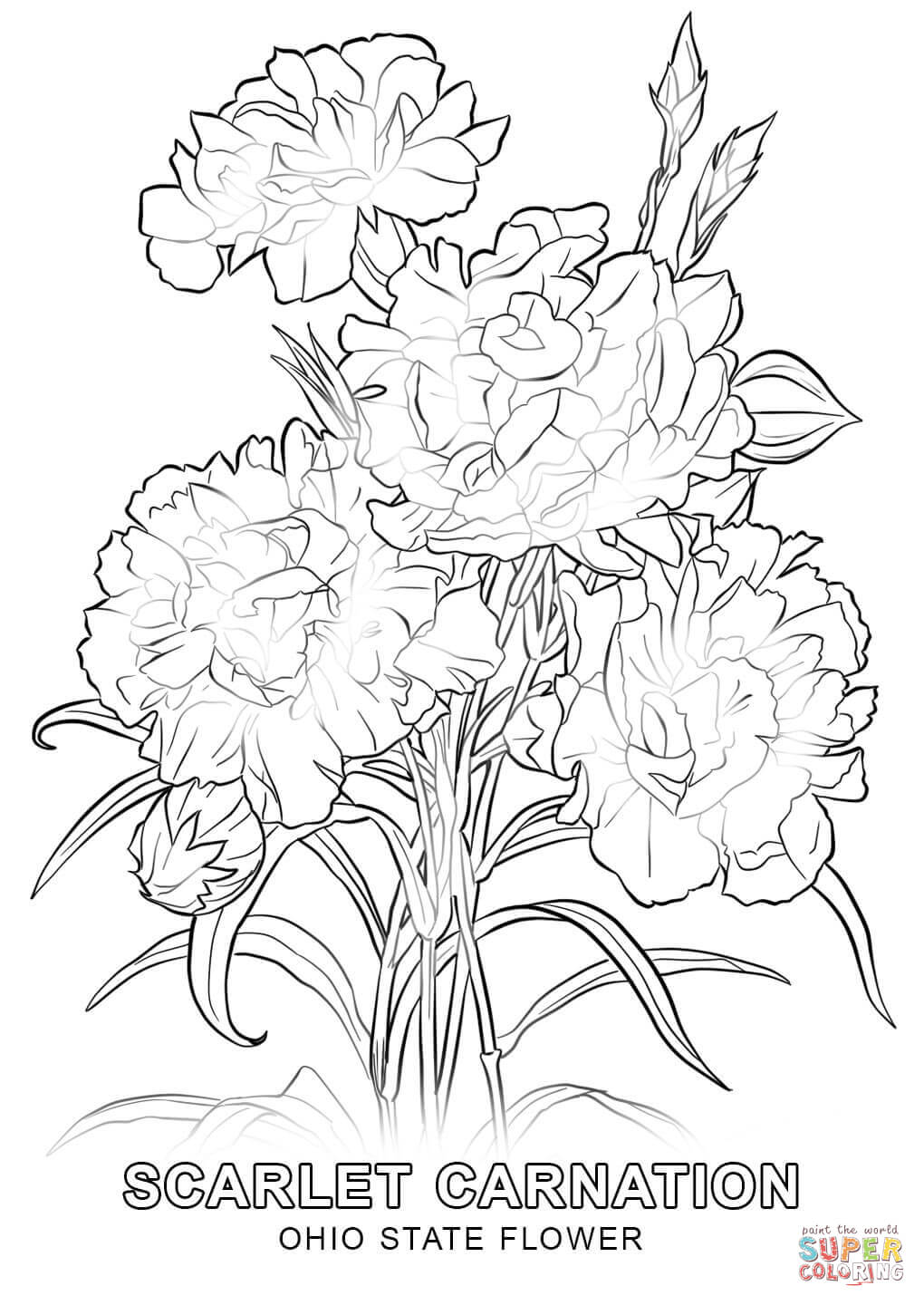 1020x1440 Ohio State Flower Coloring Page Free Printable Coloring Pages