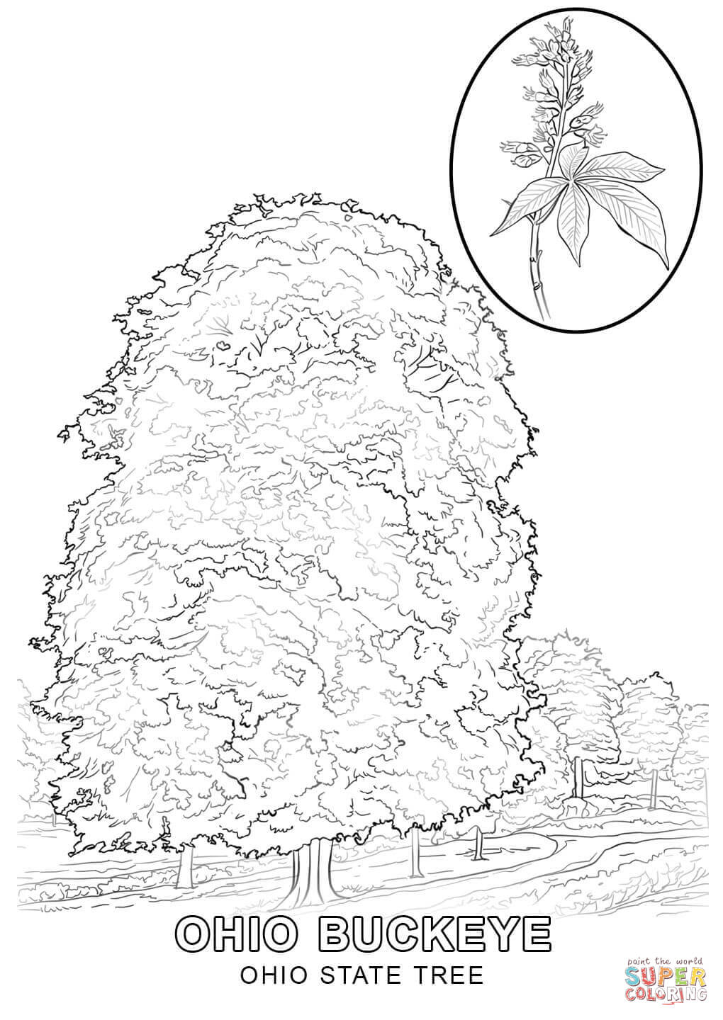 1020x1440 Ohio State Tree Coloring Page Free Printable Coloring Pages