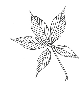 280x284 Key To Common Colorado Landscape Trees