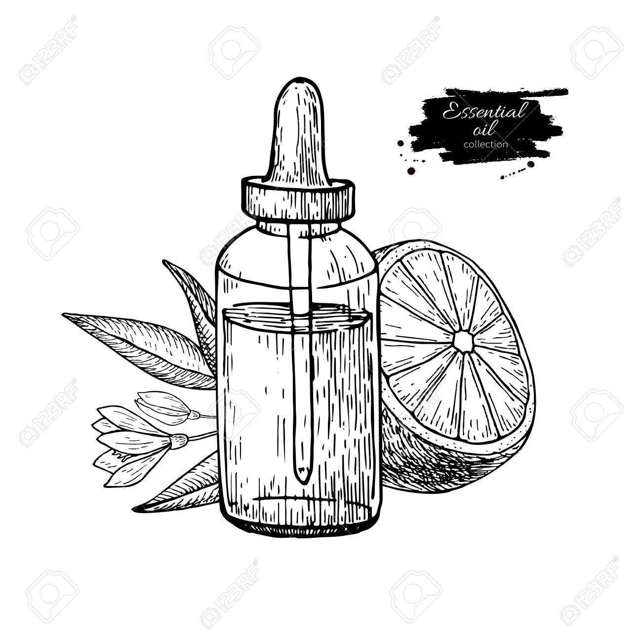 1300x1300 Lemon Essential Oil Bottle And Lemon Fruit Hand Drawn Vector