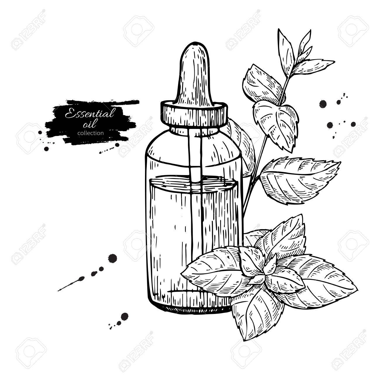 1300x1300 Mint Essential Oil Bottle And Peppermint Leaves Hand Drawn Vector