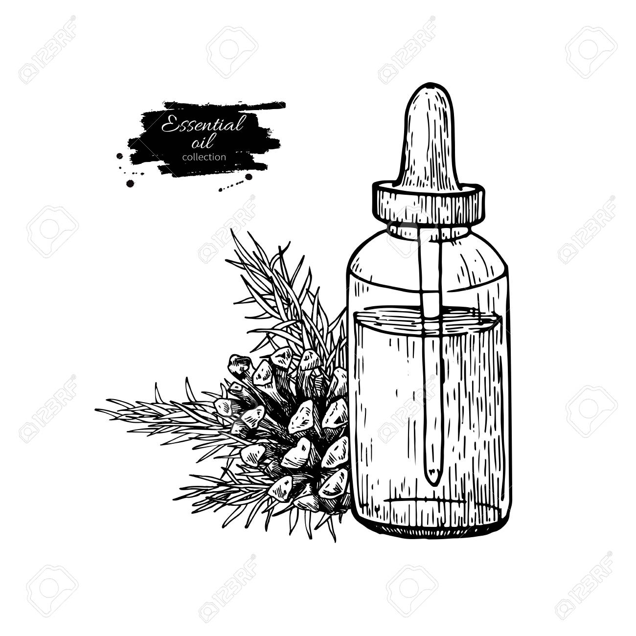 1300x1300 Pine Essential Oil Bottle And Fir Hand Drawn Vector Illustration