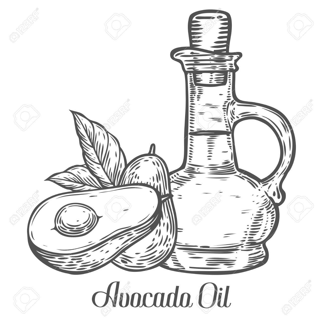 1300x1300 Avocado Oil Bottle, Fruit, Leaf, Plant. Hand Drawn Engraved Vector
