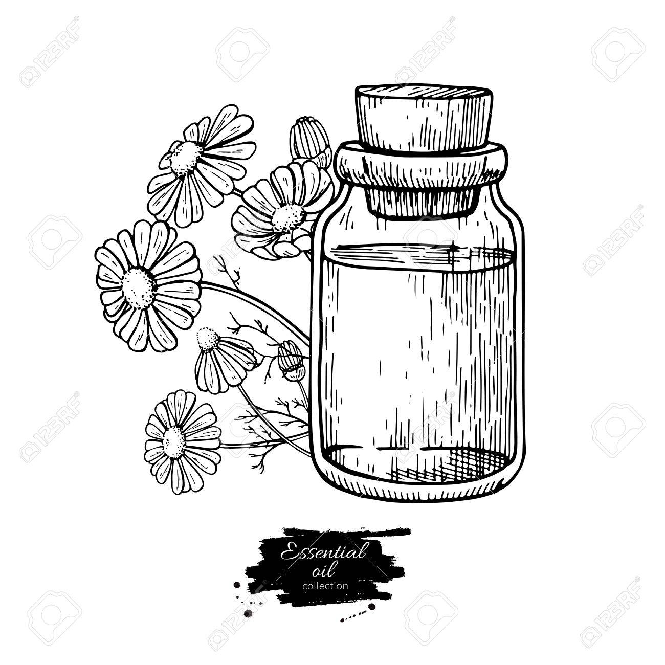 1300x1300 Chamomile Essential Oil Bottle And Bunch Of Flowers Hand Drawn