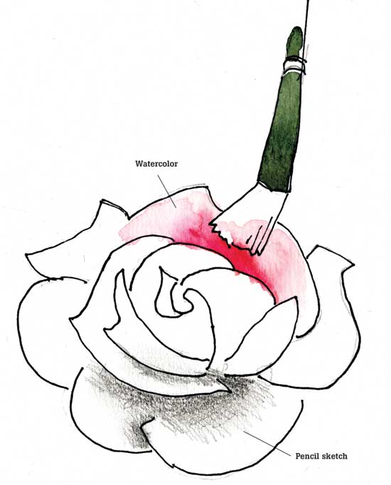 550x681 Painting Roses And Delphiniums