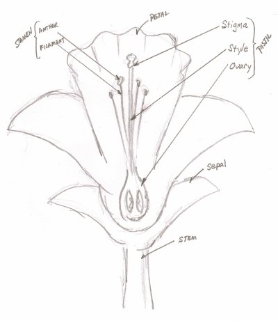 400x461 Pencil Flower Drawing, Step By Step Drawing Guide For Beginners.