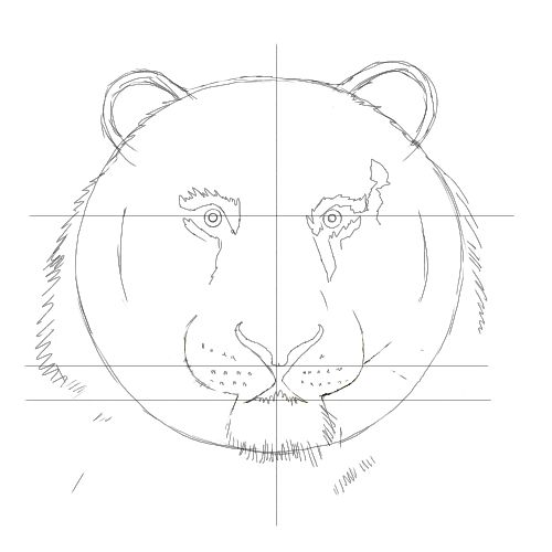500x500 Tiger Drawing Free Drawing Lessons.