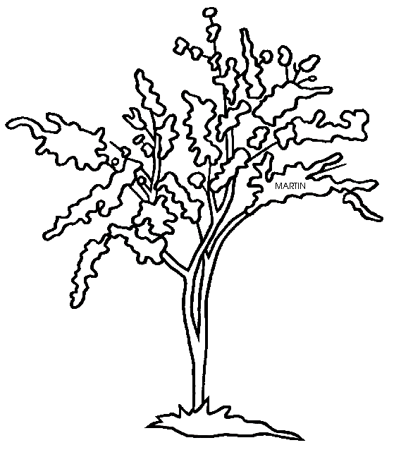 569x648 United States Clip Art By Phillip Martin, State Tree Of Oklahoma