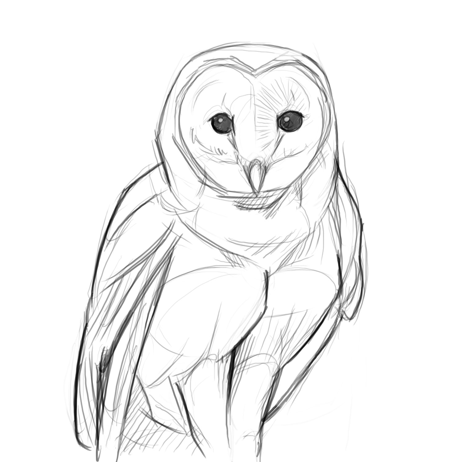 1500x1500 Quick Sketch Of Barn Owl Owl Sketches Owl Sketch