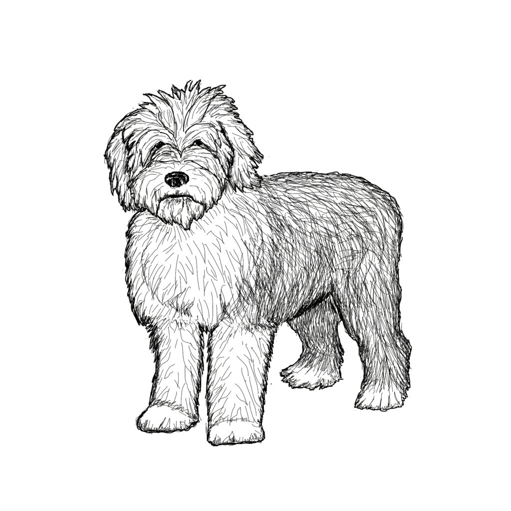 1024x1024 Old English Sheepdog