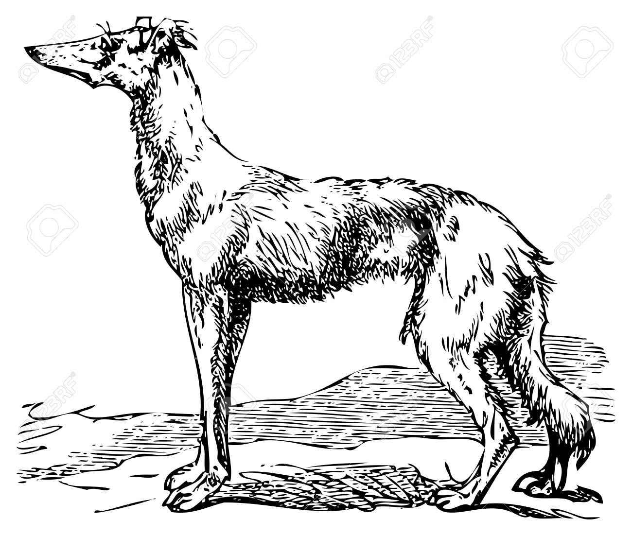 1300x1103 Old Engraving Of A Saluki Or Borzoi Dog, Which Are The Oldest
