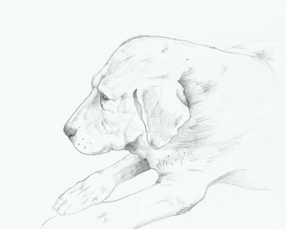 998x800 Tauser Old Dog ) By Chastonlp