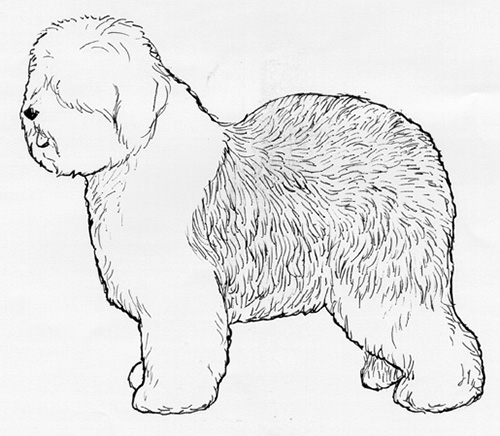 500x436 Breed Standards Old English Sheepdog United Kennel Club (Ukc)