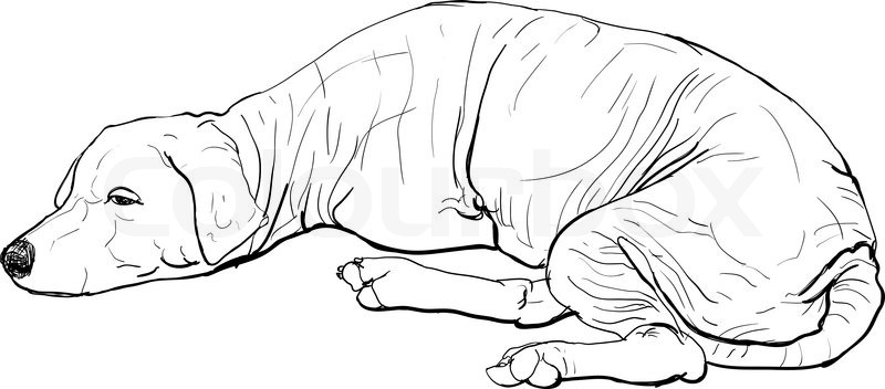 800x352 The Old Mangy Dog Stock Vector Colourbox