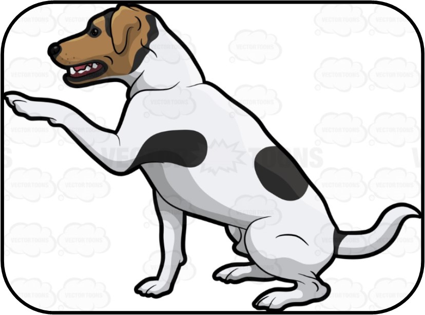 828x614 What I Wish My Old Dogs Would Learn From Me Old Dog Haven