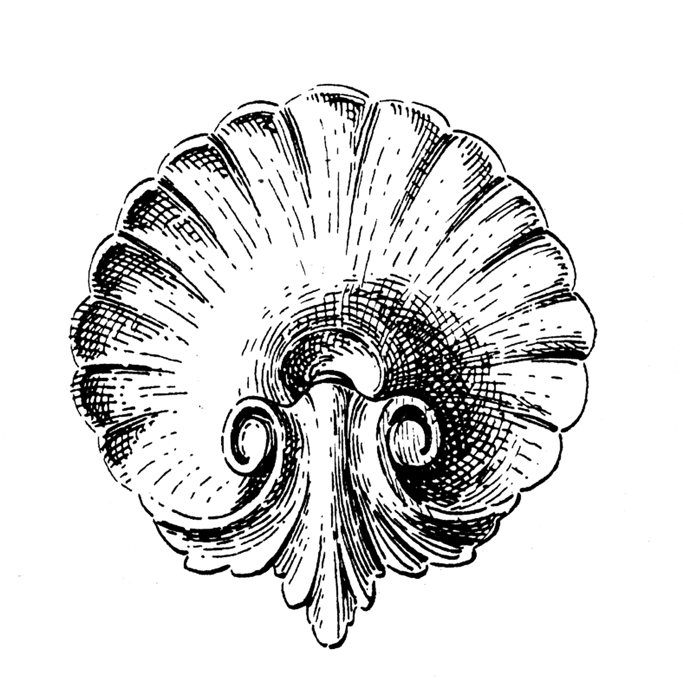 2295x2295 Old Shell And Acanthus Leaf Drawing Clip Art