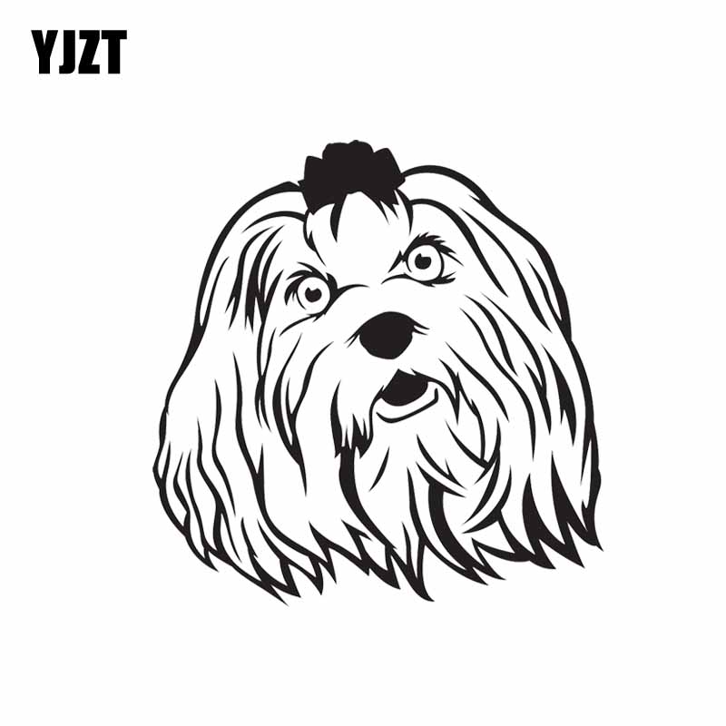 800x800 Buy Maltese Dog Puppies And Get Free Shipping