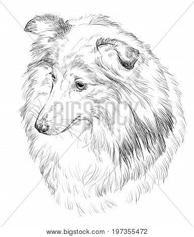 385x470 Sheepdog Images, Illustrations, Vectors