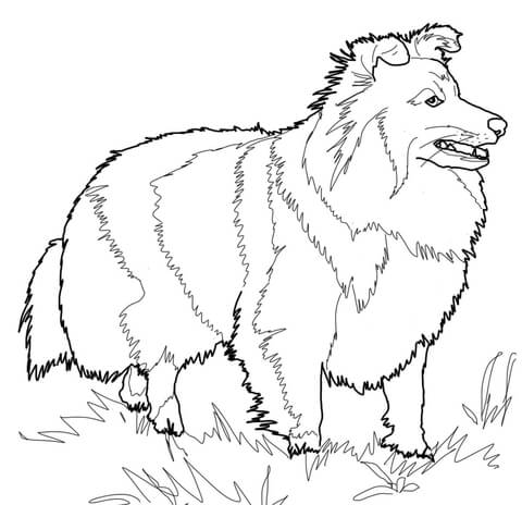 480x464 Shetland Sheepdog Coloring Page Free Printable Coloring Pages