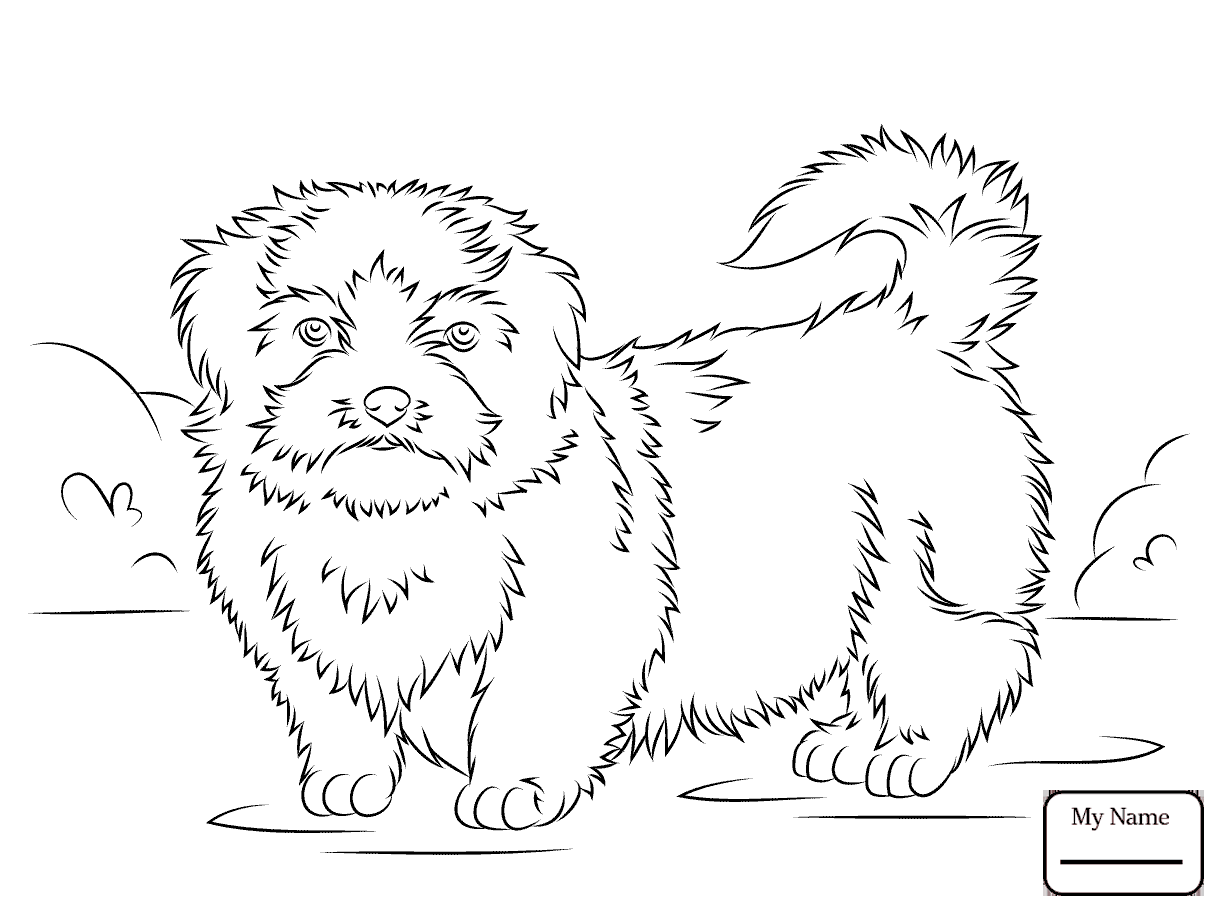 1224x913 Coloring Pages For Kids Pomeranian Dog And Chihuahua Mammals Dogs