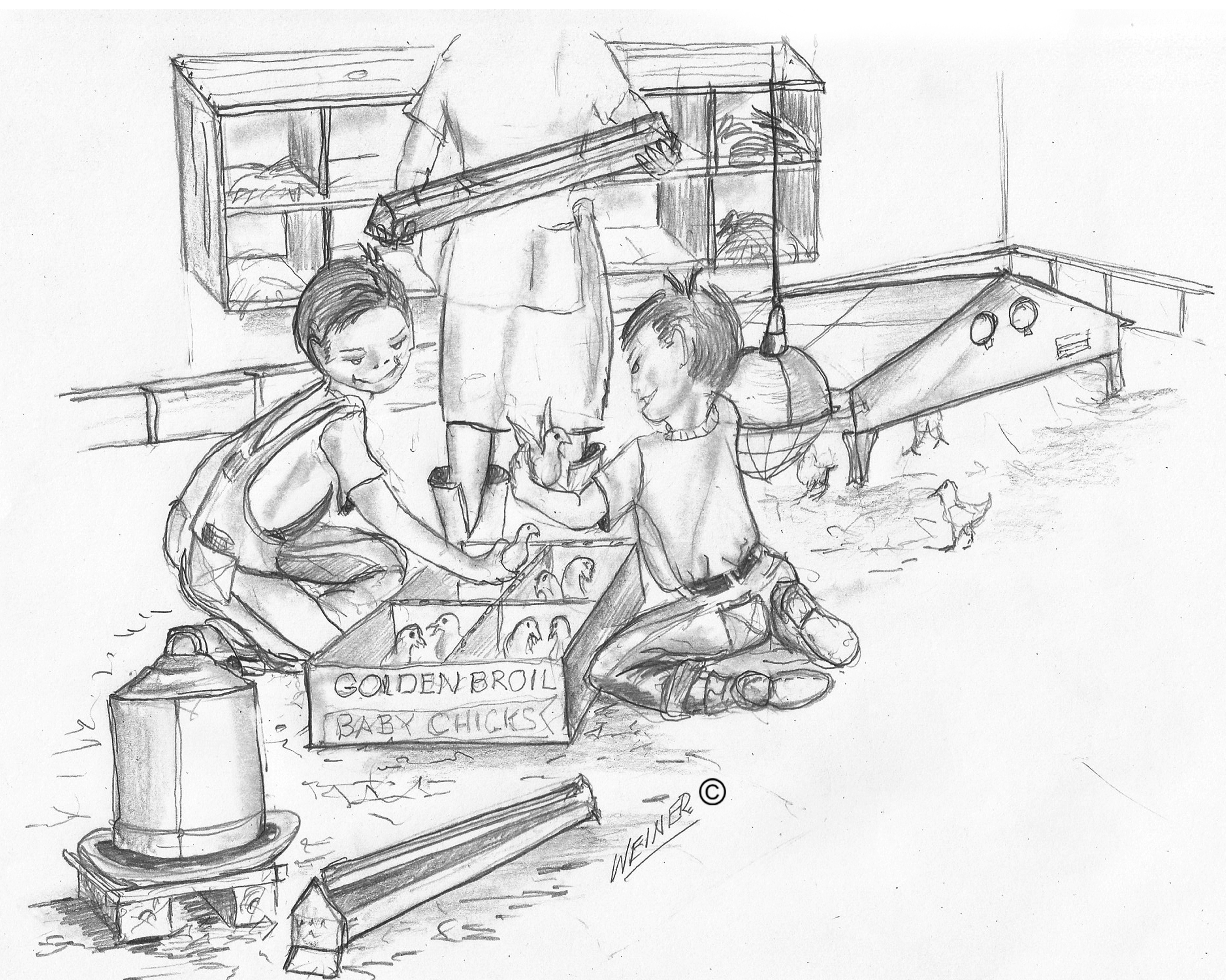 5584x4463 The Baby Chicks A Sure Sign Of Spring Larry Scheckel