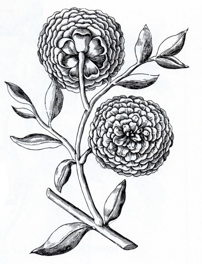 783x1024 Vintage Flower Drawing Old Fashioned Flower Drawings