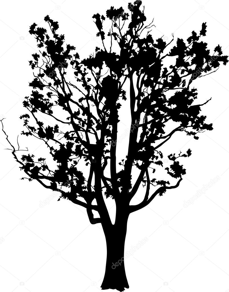 803x1023 Old Oak Tree Silhouette Stock Vector Dr.pas