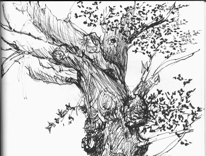 832x630 Sally Sanders Calligraphy Amp Design Oak Trees