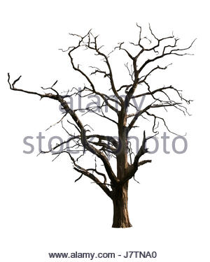 300x375 Large Oak Tree Without Leaves Silhouetted Against Sunset Stock