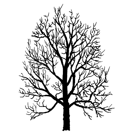 455x458 Oak Tree Drawing