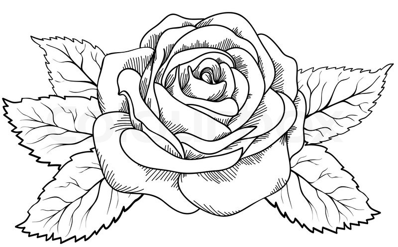 800x497 Beautiful Rose In The Style Of Black And White Engraving Stock