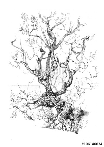 353x500 Hand Drawn View Old Tree, View Old Tree, Juniper. Pencil Drawing