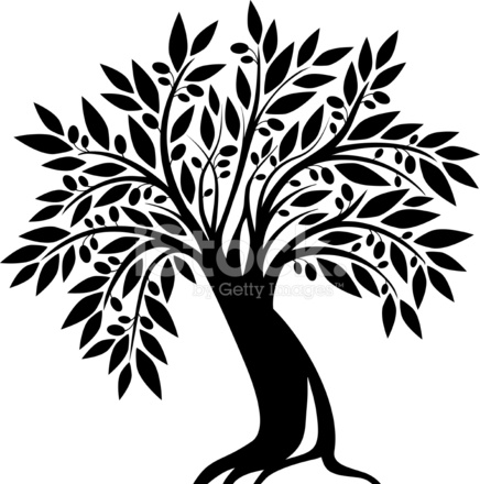 436x440 Old Olive Tree Stock Vector
