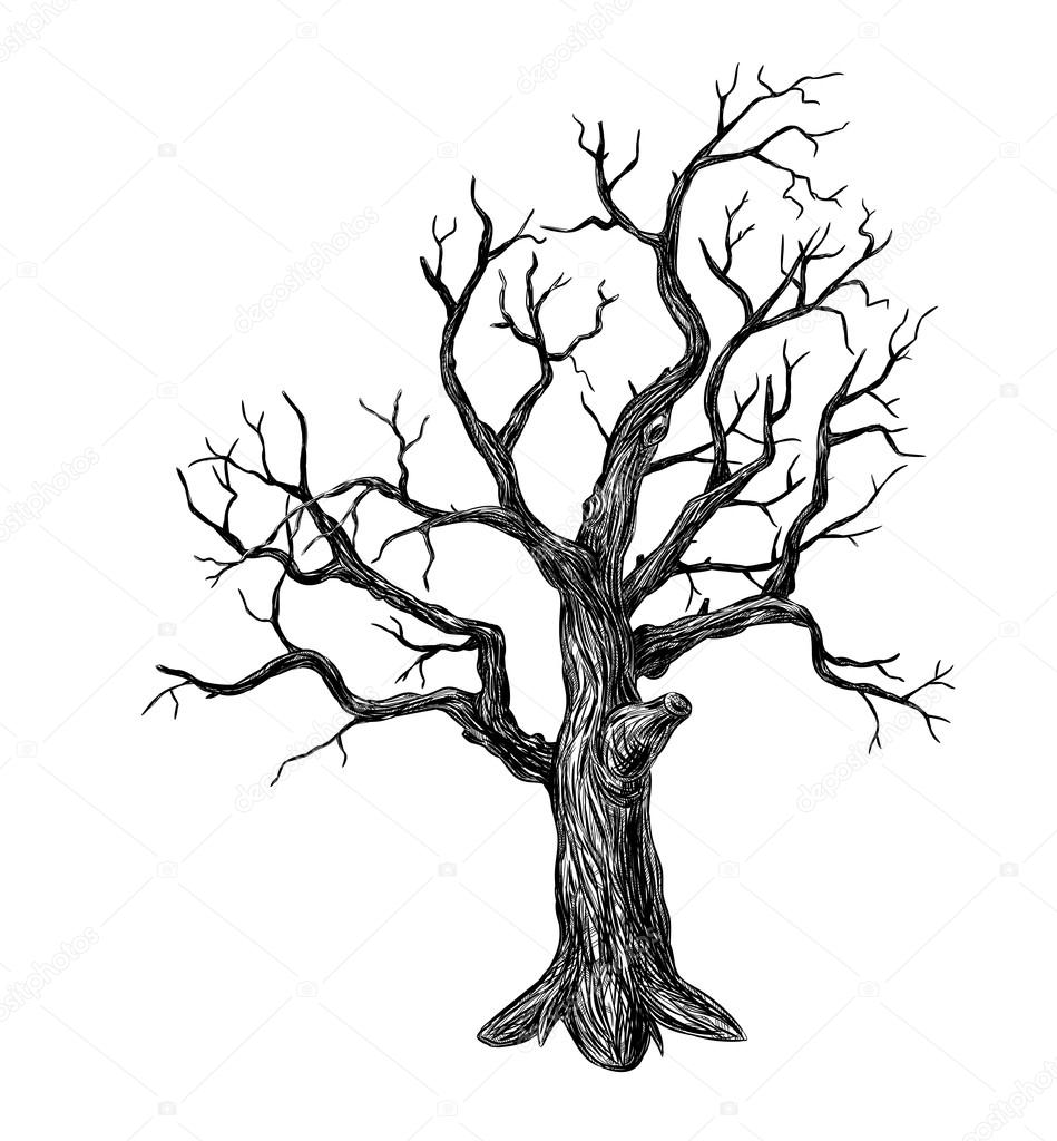 949x1024 Old Tree Stock Vectors, Royalty Free Old Tree Illustrations