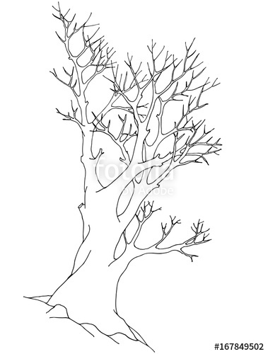 379x500 Big Old Tree With Detailed Twigs, Without Leaves. Contour Vector