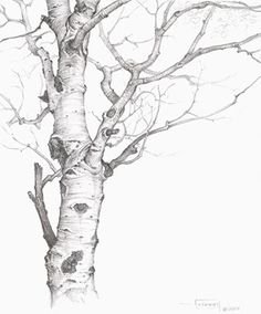 236x284 Tree Drawing. This Makes Me Want To Break Out The Old Sketchbook