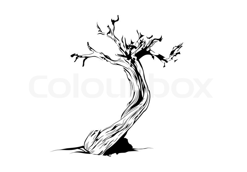 800x560 Vector Illustration Of Old Tree On White Background Stock Vector