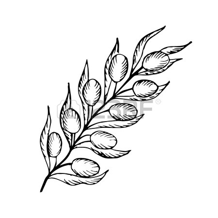 450x450 Olive Branch, Berry, Leaf Plant Superfood Ingredient, Oil. Natural