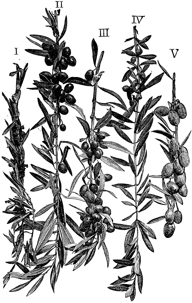 649x1024 Olive Branches In Fruit Clipart Etc