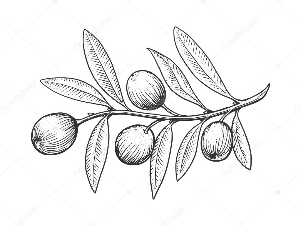 1024x768 Olive Branch Engraving Style Vector Stock Vector