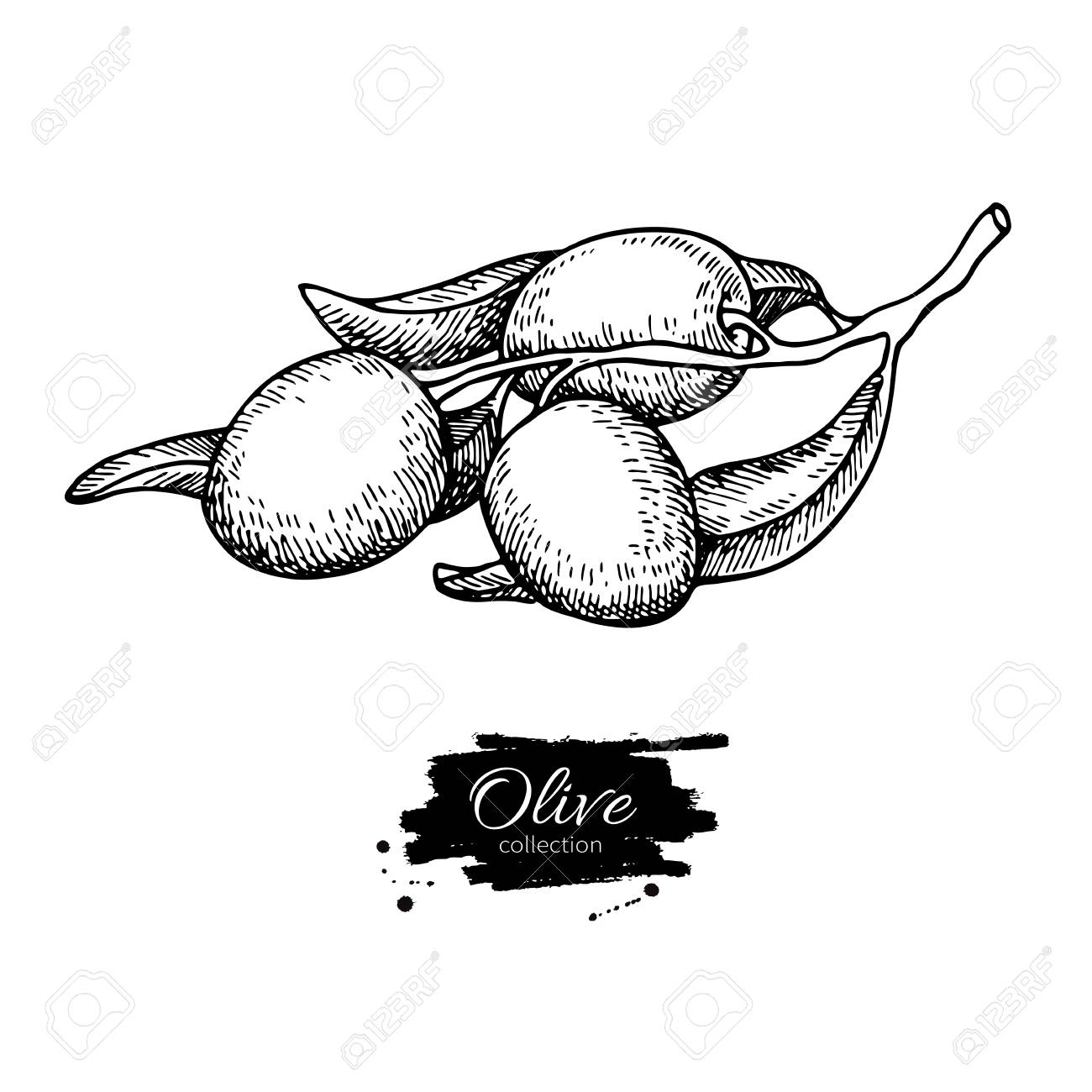 1300x1300 Olive Branch. Hand Drawn Vector Illustration. Isolated Drawing