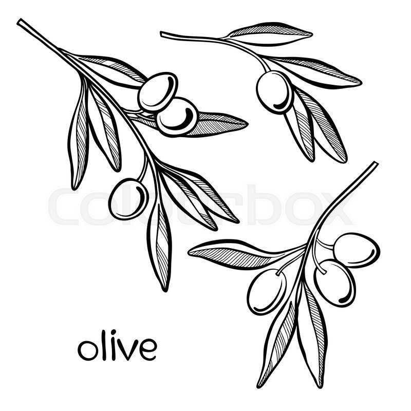 800x800 Set Of Olive Branch Isolated On White Background. Hand Drawn