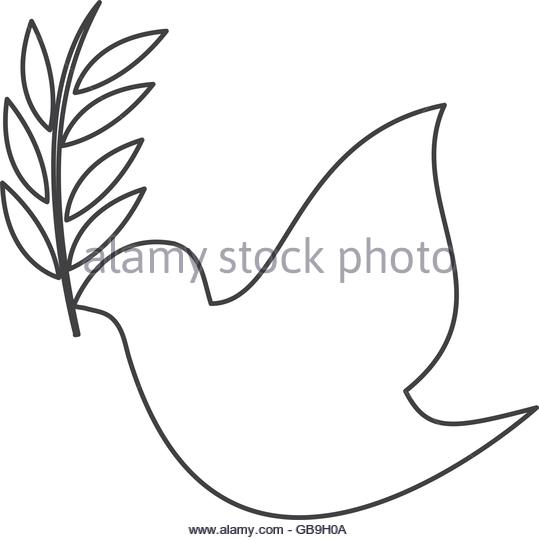 539x540 Dove With Olive Stock Photos Amp Dove With Olive Stock Images