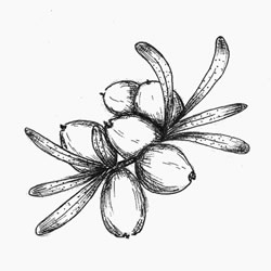 250x250 Olive Oil Carrier Oil